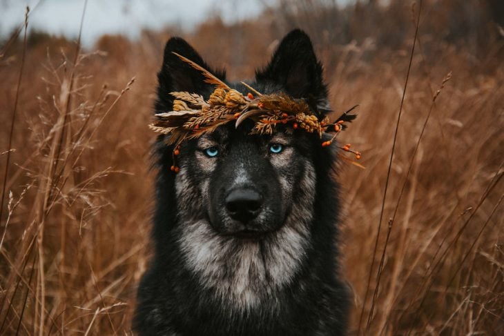 Perrito huskie con una corona de espigas en la frente posando para una fotografía