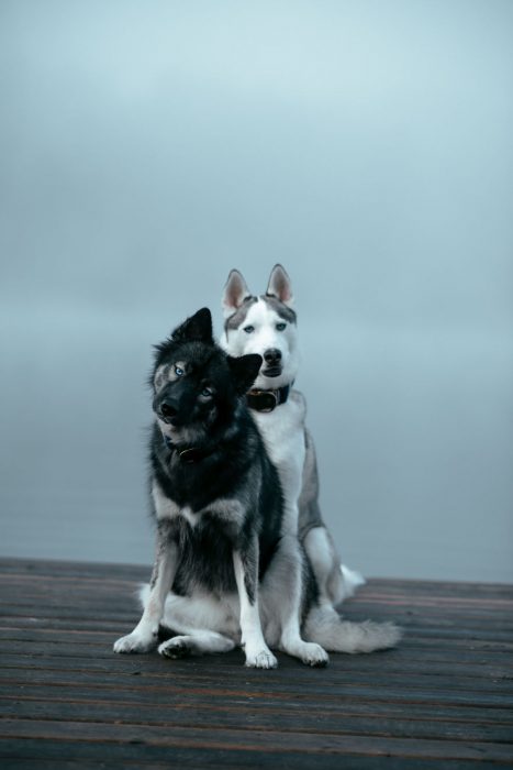 Perritos huskies uno delante del otro posando para una fotografía 