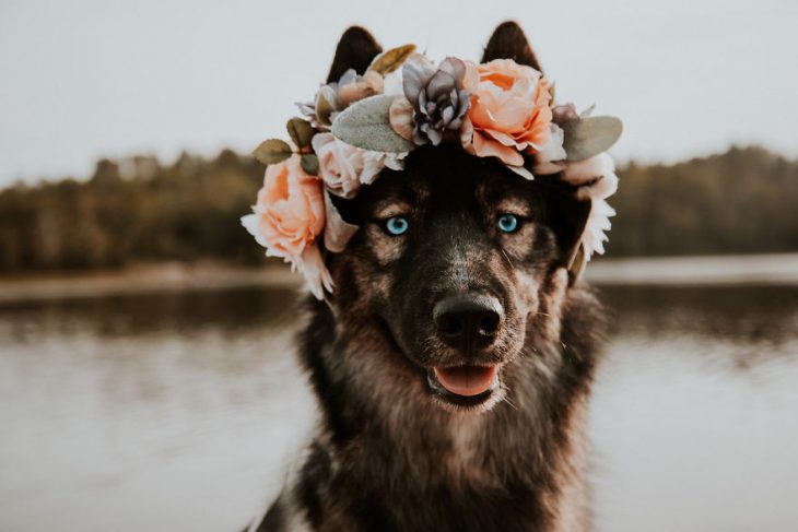 Perrito huskie usando una corona de flores de color naranja y blanco 