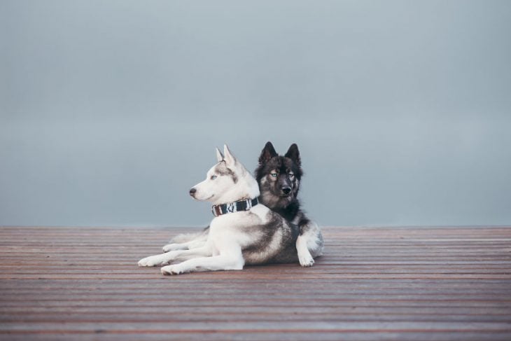 Perritos huskies sentados uno junto al otro mientras posan para una fotografía 