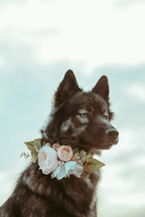 Perrito huskie con un collar de rosas rosas y naranjas posando para una foto 