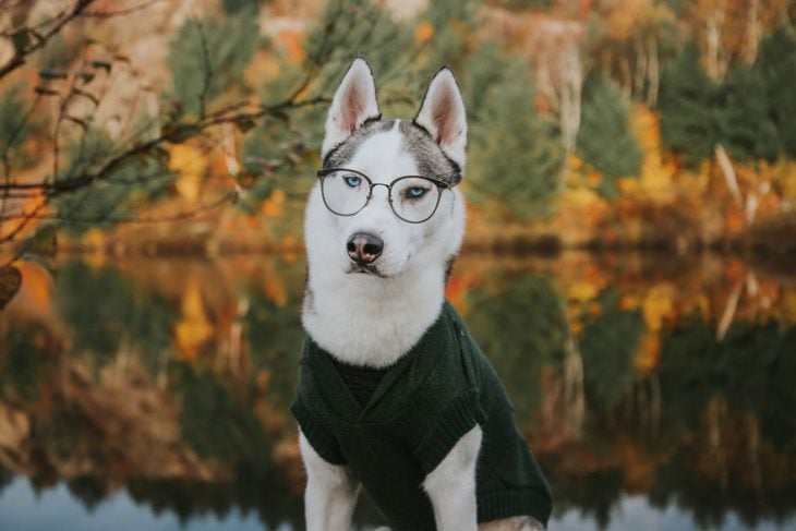Perrito huskie usando lentes y camisa mientras está parado frente a un lago 