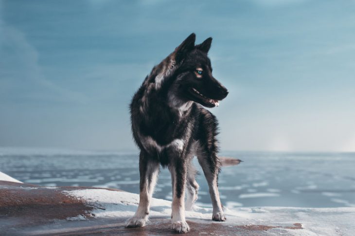 Perrito huskie a un lado de un río congelado 