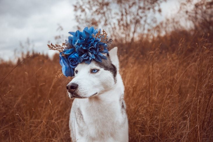Perrito huskie con una corona de flores azules en la cabeza 