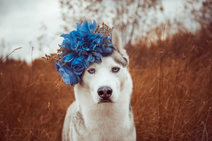 Perrito huskie con una corona de flores azules en la cabeza 