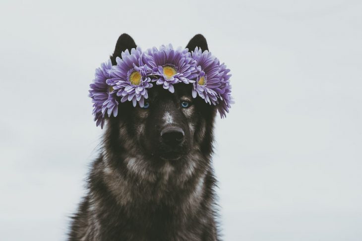 Perrito huskie con una corona de flores en la cabeza 