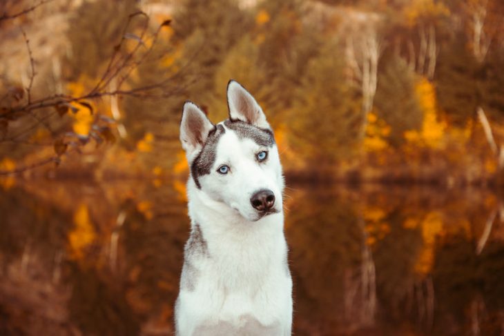 Perrito huskie de color blanco inclinando la cabeza mientras está en un lago 