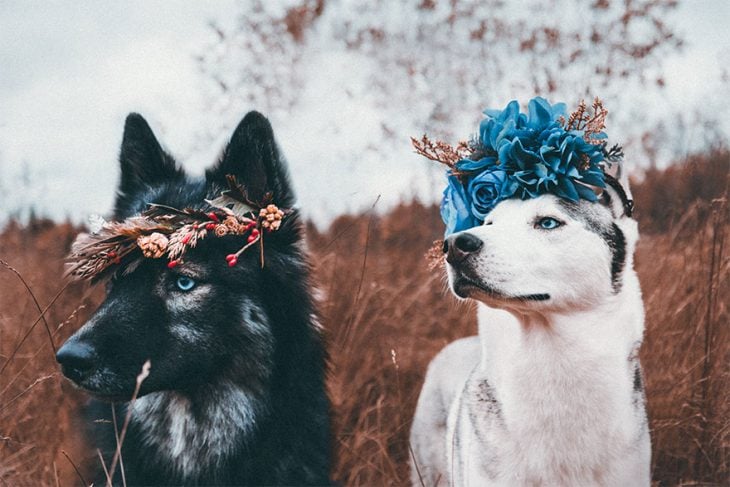 Perritos huskies usando coronas de flores mientras posan para una fotografía 