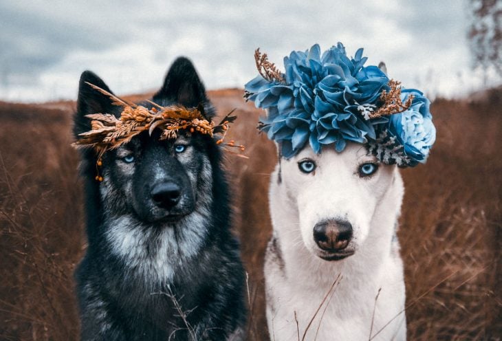 Perritos huskies usando coronas de flores mientras posan para una fotografía 