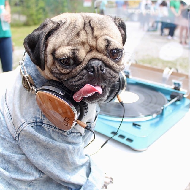 perro tocando como DJ 