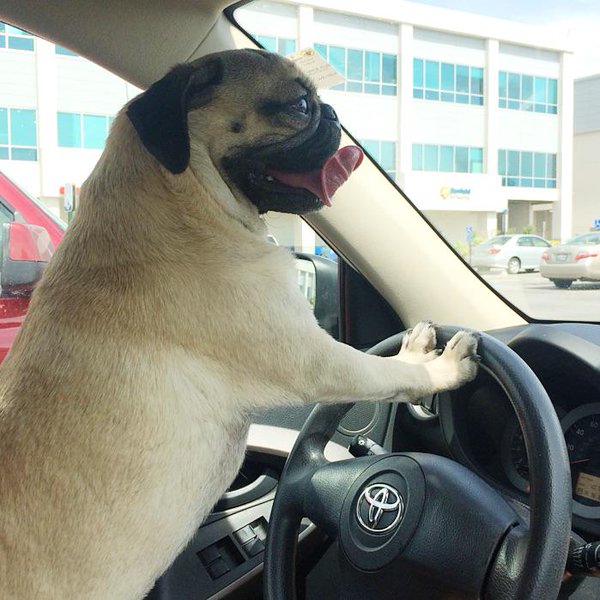perro conduciendo