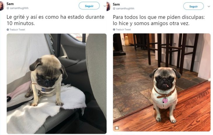 perro triste