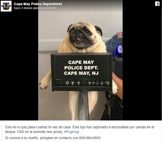perro arrestado
