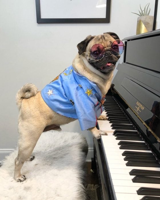 perro tocando el piano