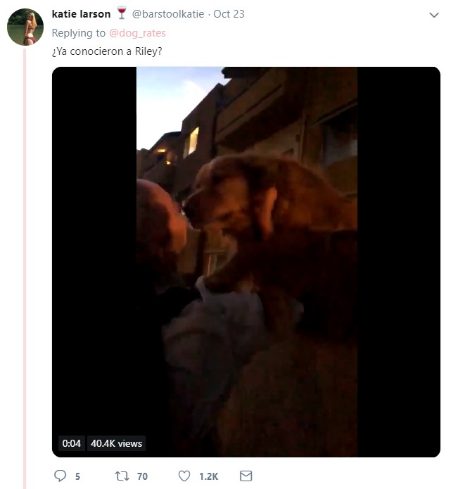 Usuario de twitter comparte su experiencia con el perro Riley