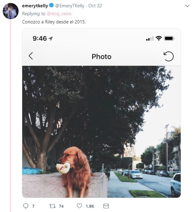 Usuario de twitter comparte su experiencia con el perro Riley