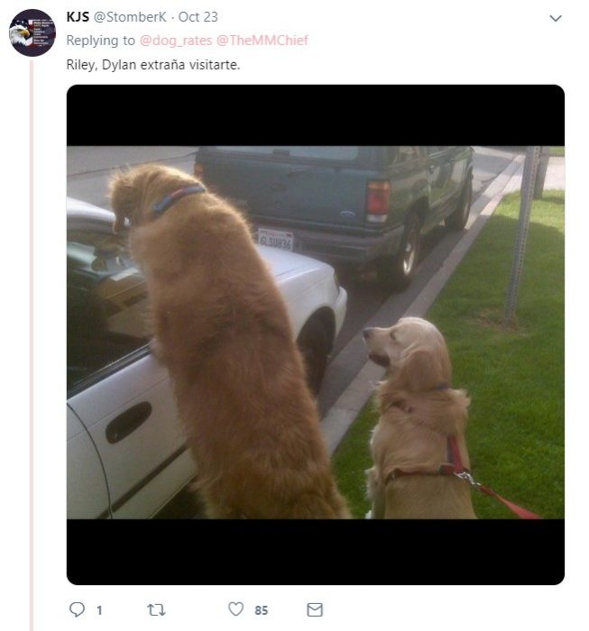 Usuario de twitter comparte su experiencia con el perro Riley