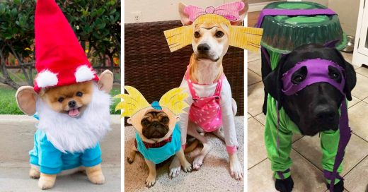 22 Ideas para que disfraces a tu perrhijo en Halloween