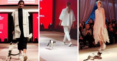 Gatito irrumpe en una pasarela de modas y se roba el show