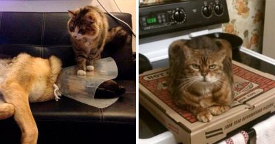 15 Imágenes que demuestran que los gatos son la combinación perfecta entre maldad y elegancia