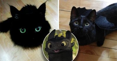 13 Gatos negros que en su vida secreta son Chimuelo de ‘Como entrenar a tu dragón’