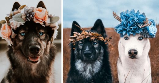 Estos huskies son los protagonistas de una amistad de cuento de hadas