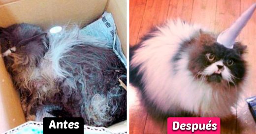 20 Increíbles transformaciones de animales antes y después de ser rescatados