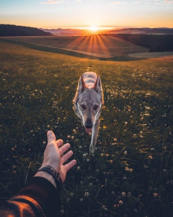 Perrito sosteniendo la mano de su dueño como en el follow me to