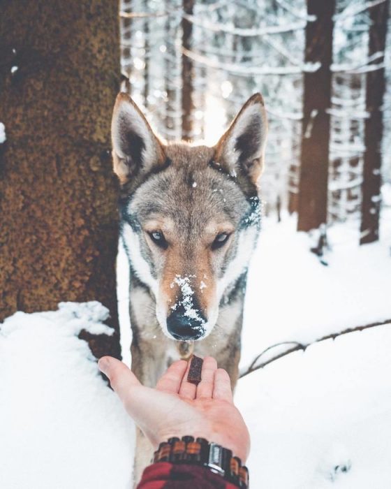 Perrito sosteniendo la mano de su dueño como en el follow me to