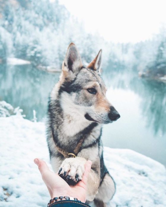 Perrito sosteniendo la mano de su dueño como en el follow me to