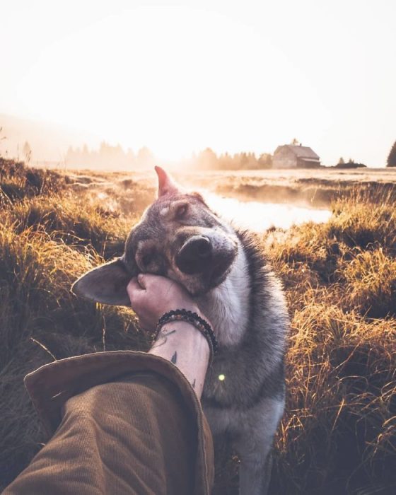 Perrito sosteniendo la mano de su dueño como en el follow me to