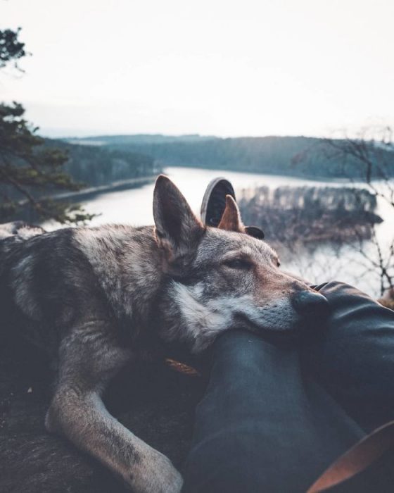 Perrito sosteniendo la mano de su dueño como en el follow me to