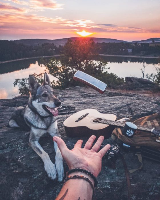 Perrito sosteniendo la mano de su dueño como en el follow me to