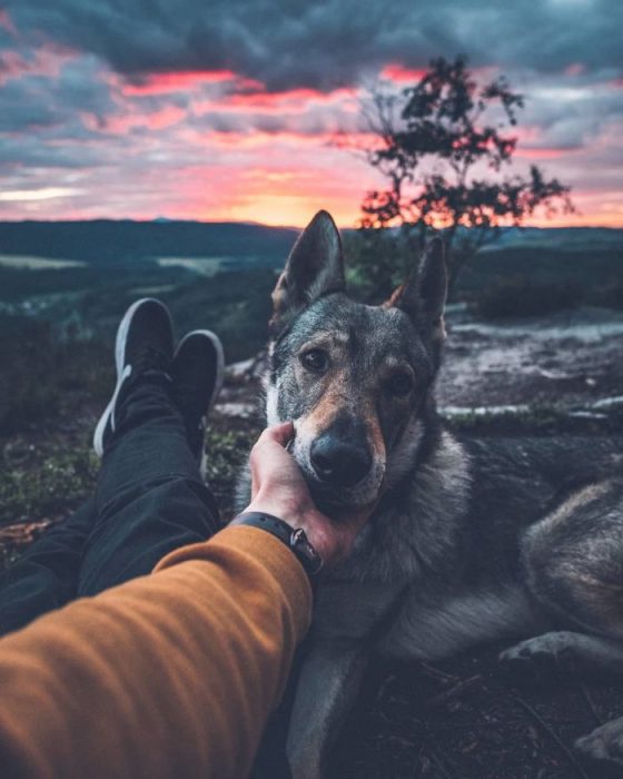 Perrito sosteniendo la mano de su dueño como en el follow me to