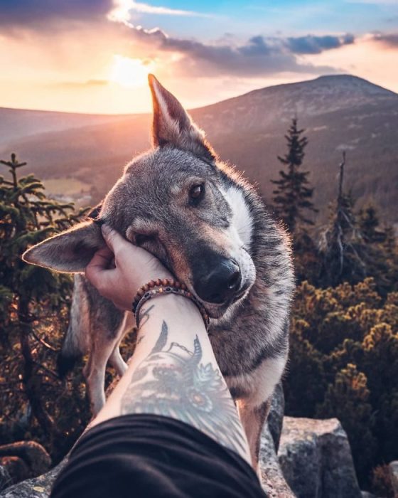 Perrito sosteniendo la mano de su dueño como en el follow me to