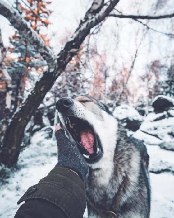 Perrito sosteniendo la mano de su dueño como en el follow me to