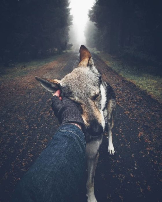 Perrito sosteniendo la mano de su dueño como en el follow me to