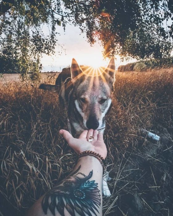 Perrito sosteniendo la mano de su dueño como en el follow me to