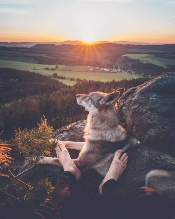 Perrito sosteniendo la mano de su dueño como en el follow me to