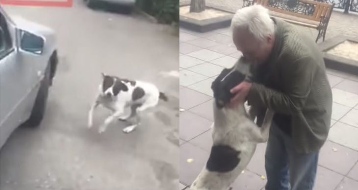 Este es el conmovedor momento en que un perro y su dueño se reencuentran después de 3 años