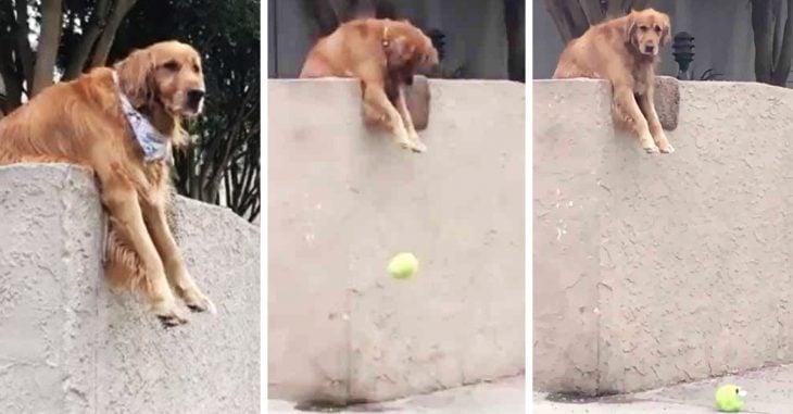 El perro más amistoso de internet deja caer su pelota a la calle para que jueguen con él