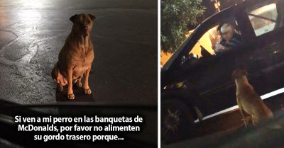 Perrita estafadora: fingía ser callejera para que le dieran hamburguesas en McDonald’s