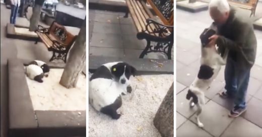 Después de 3 largos años, este hombre encuentra a su perro vagando por las calles