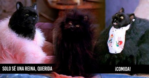 29 Señales para identificar si el gato Salem y tú son uno mismo