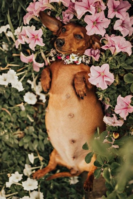 perra pequeña embarazada con corona de flores 