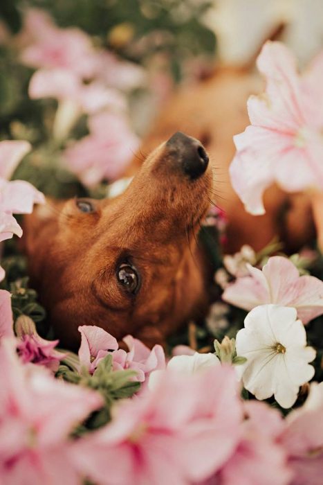 perrita con flores en sesión de embarazo 