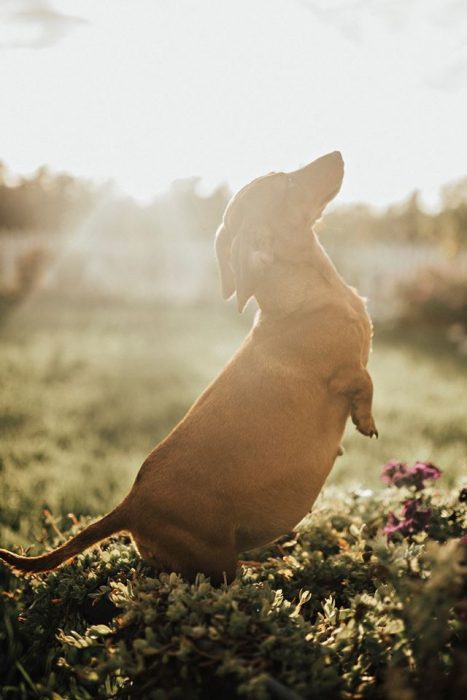 perrita con panza de embarazo