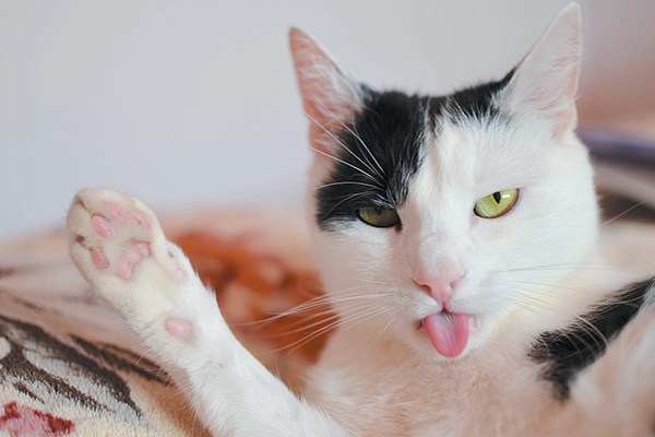 gato con ojos verdes sacando la lengua 