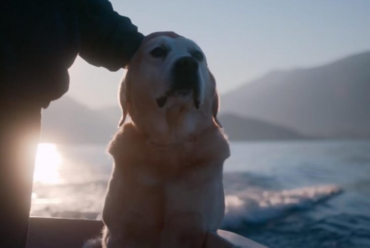 Perro labrados sentado a la orilla del mar mientras una mano lo acaricia