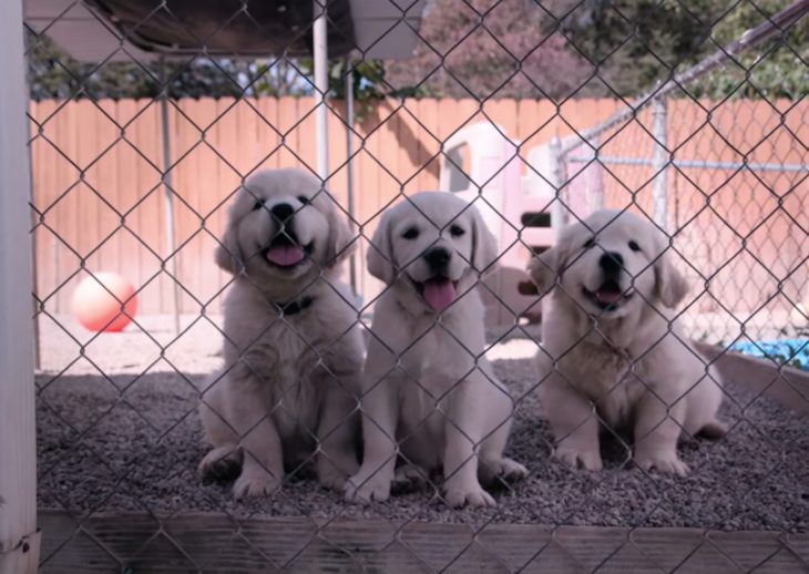 Tres cachorros blancos sentados tras una malla de gallinero